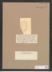 Surirella tahitiana Castr. (de-Toni-Nr.: Genus 53, Species 2306) Zeichnungen Sammlung Grunow Nr. 4757 (NHMW-BOT-W0372873)